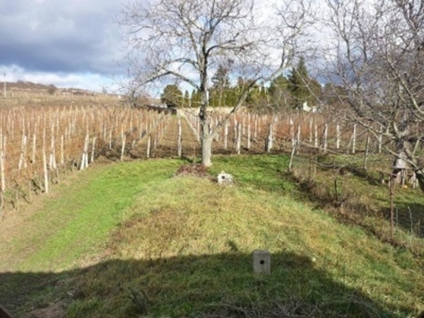 Vinný sklep u vinařské obce Zaječí - jižní Morava - okolí sklepa